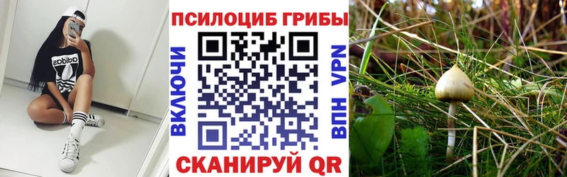 Псилоцибиновые грибы Psilocybe  mega как войти  Елизово 